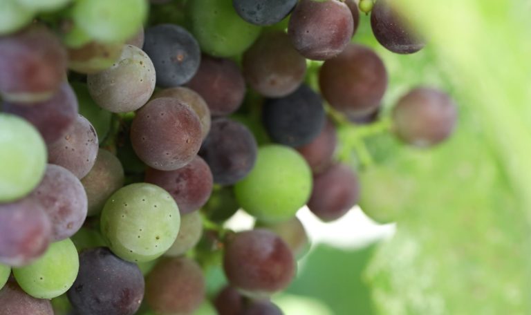 close up of Vyborny Vineyard Cabernet Sauvignon grapes changing color (veraison)