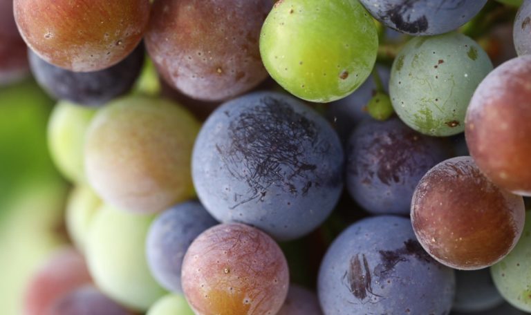 Munselle Vineyards merlot grapes changing color on the vine (veraison).
