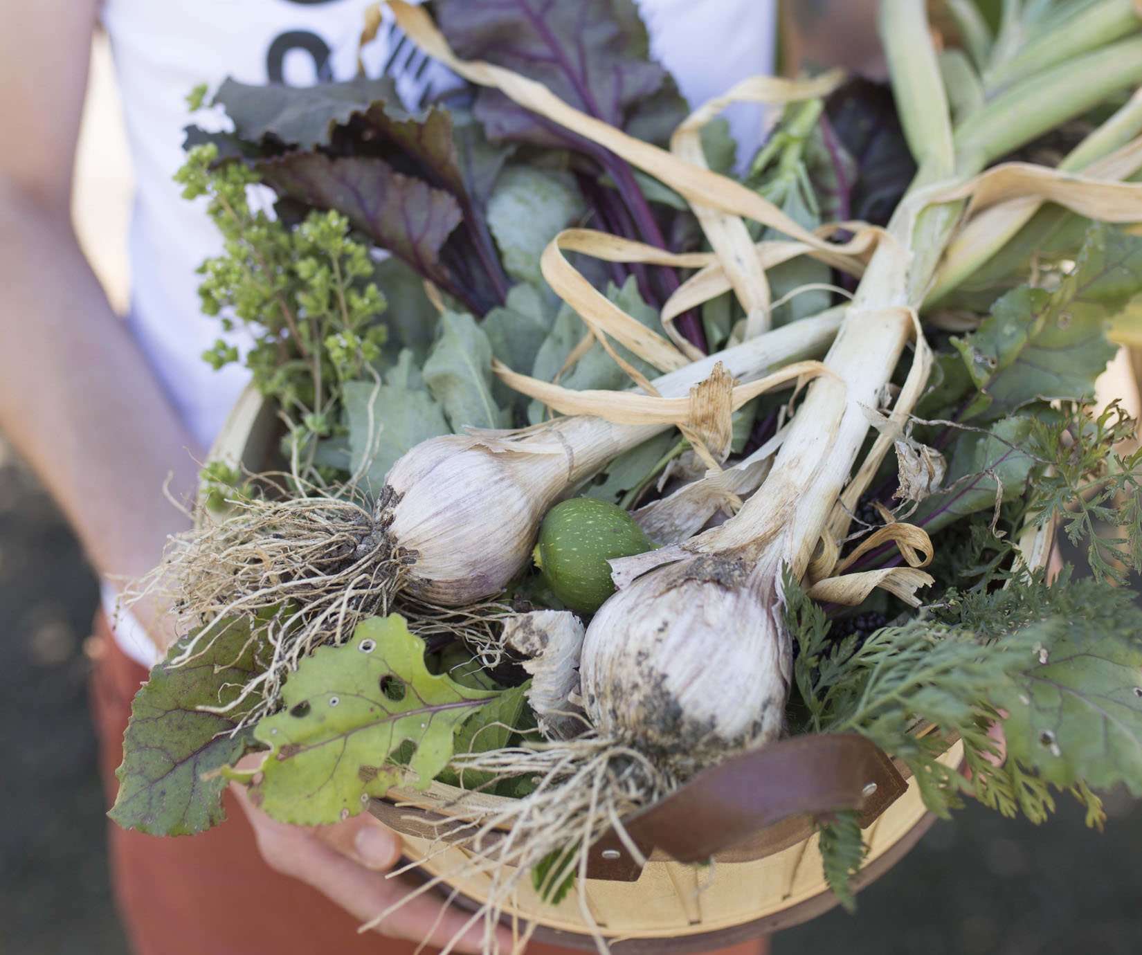 hands holding a basket of Freshly harvested garlic and greens