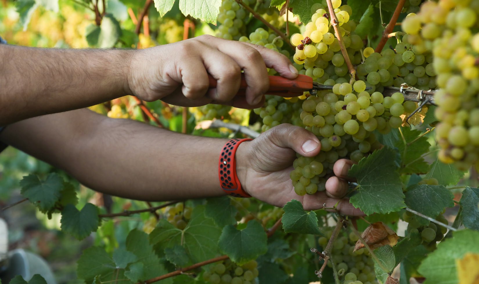 hands harvesting a cluster of chardonnay grapes on the vine