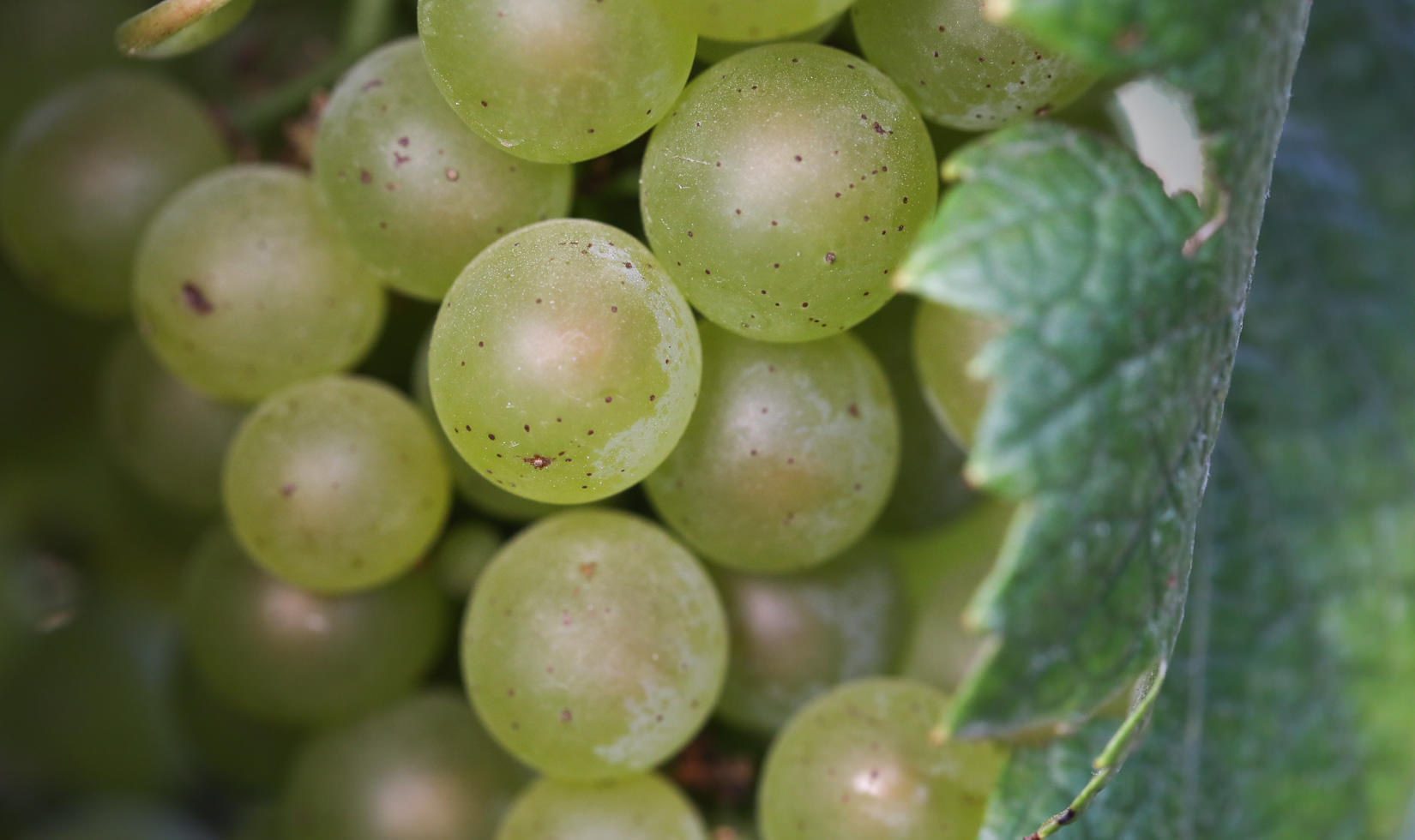2017 vintage chardonnay grapes Jordan Winery