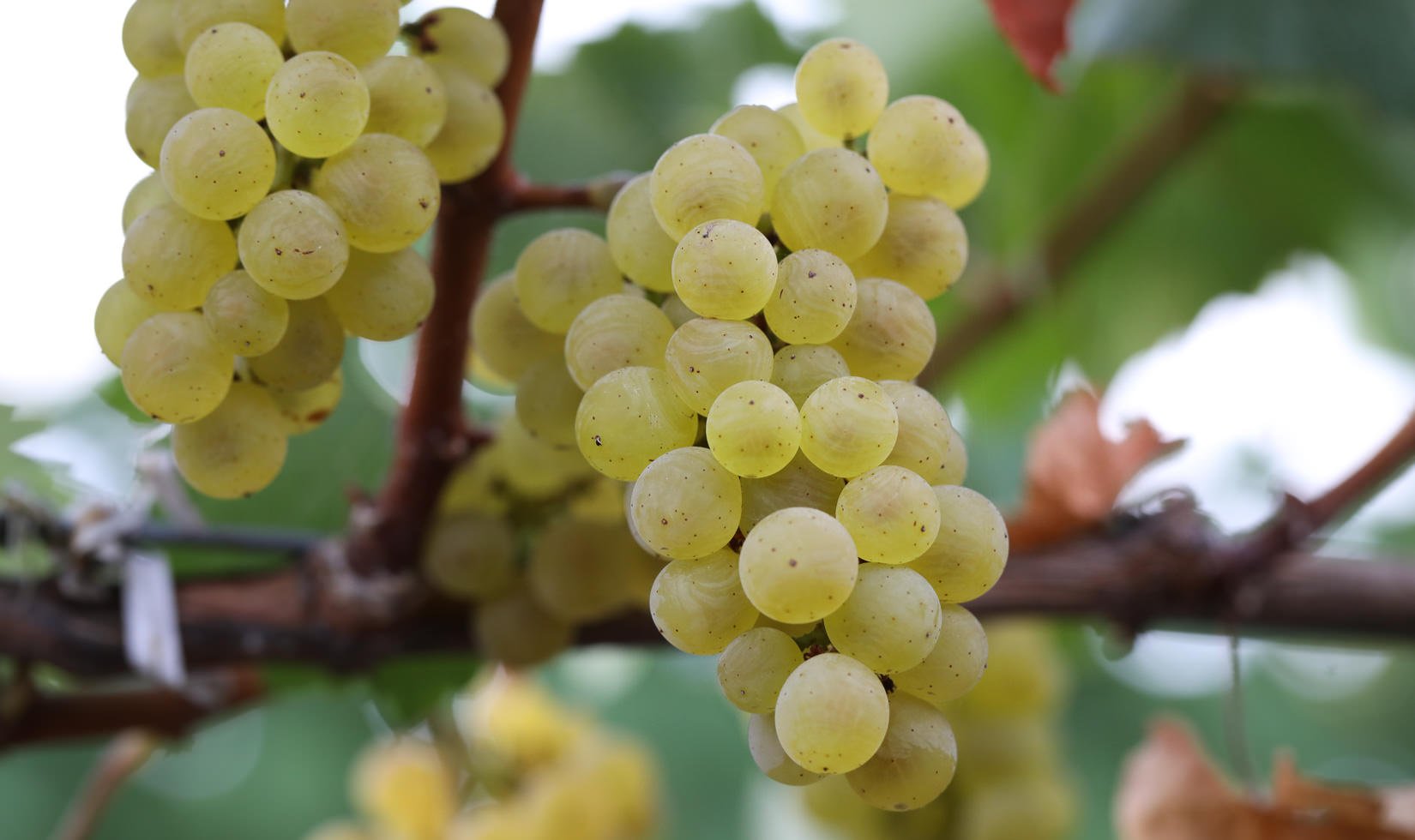 Russian River Valley Chardonnay grape cluster survived 2017 heat wave