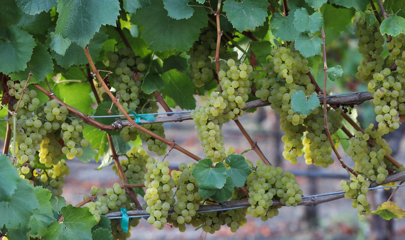 Jordan chardonnay grapes on the vine
