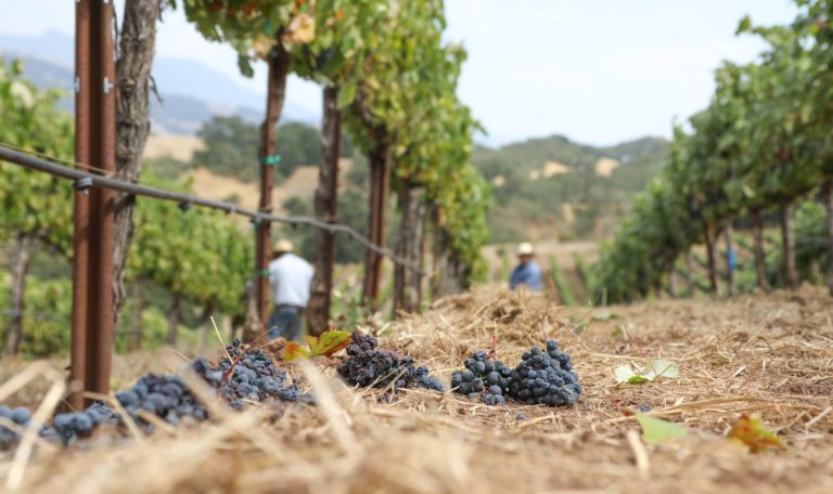 clusters of Petit Verdot fruit on the ground of a vineyard after harvest crew did grape thinning