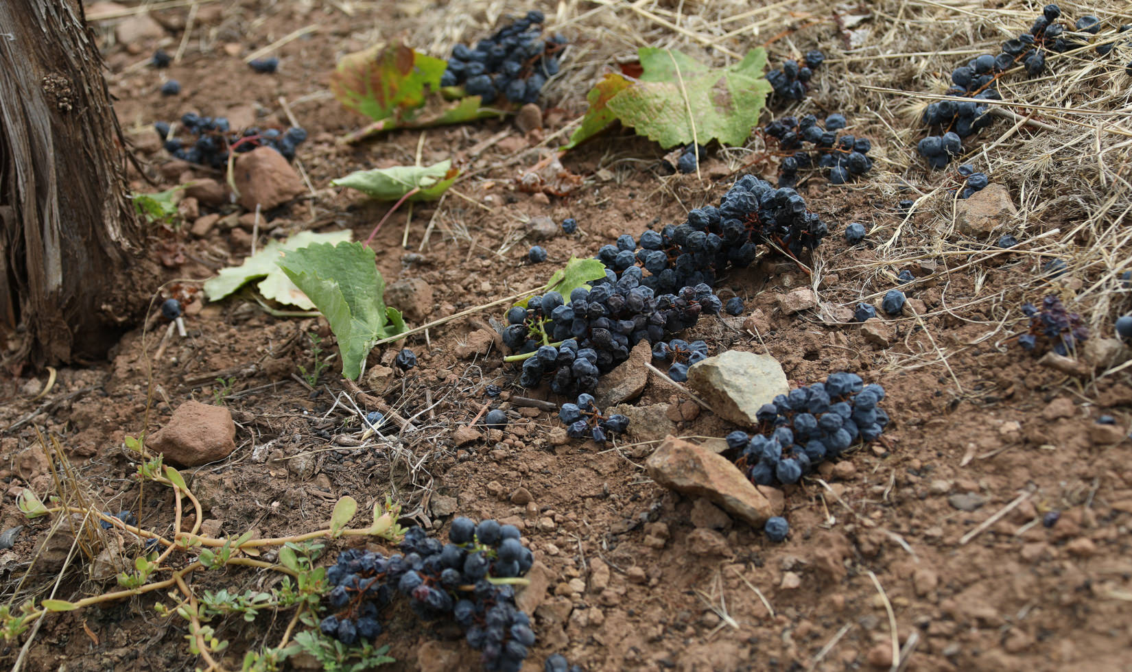 Grape thinning of Petit Verdot at Jordan Winery.