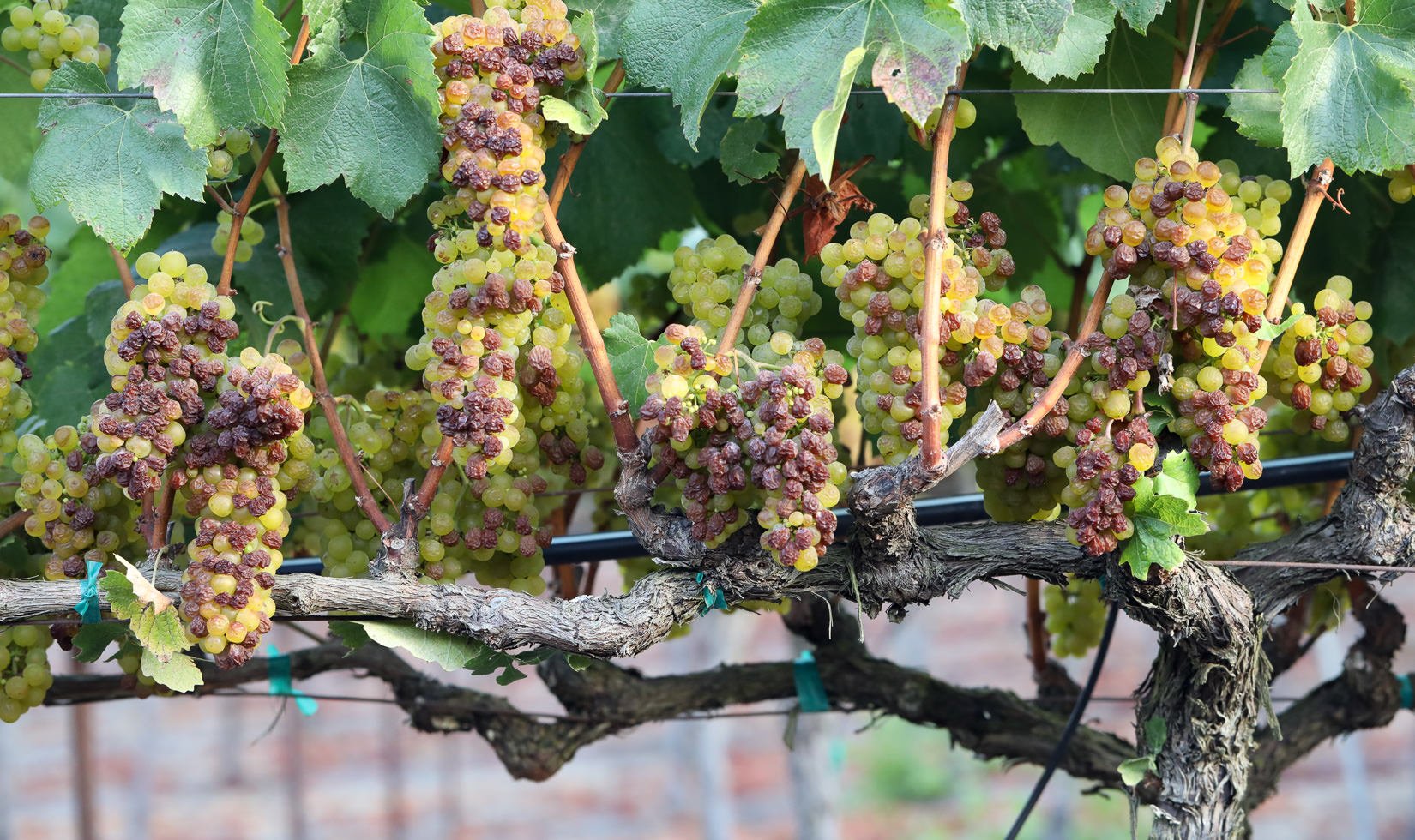 Russian River Valley Chardonnay grapes sunburned by 2017 California heat wave