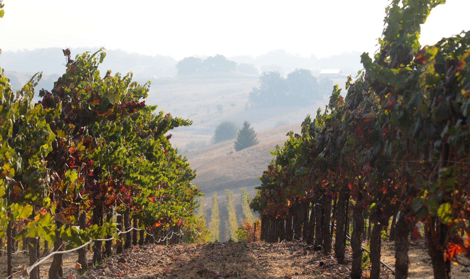 Jordan Winery vineyards, smoke, wine country wildfires
