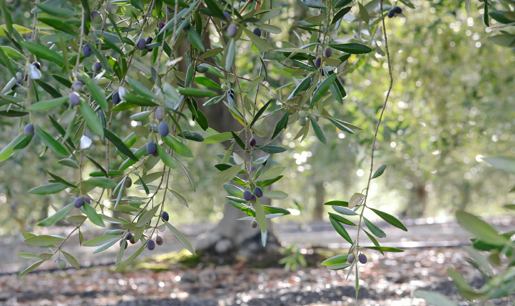 Jordan Winery italian olive tree trunk