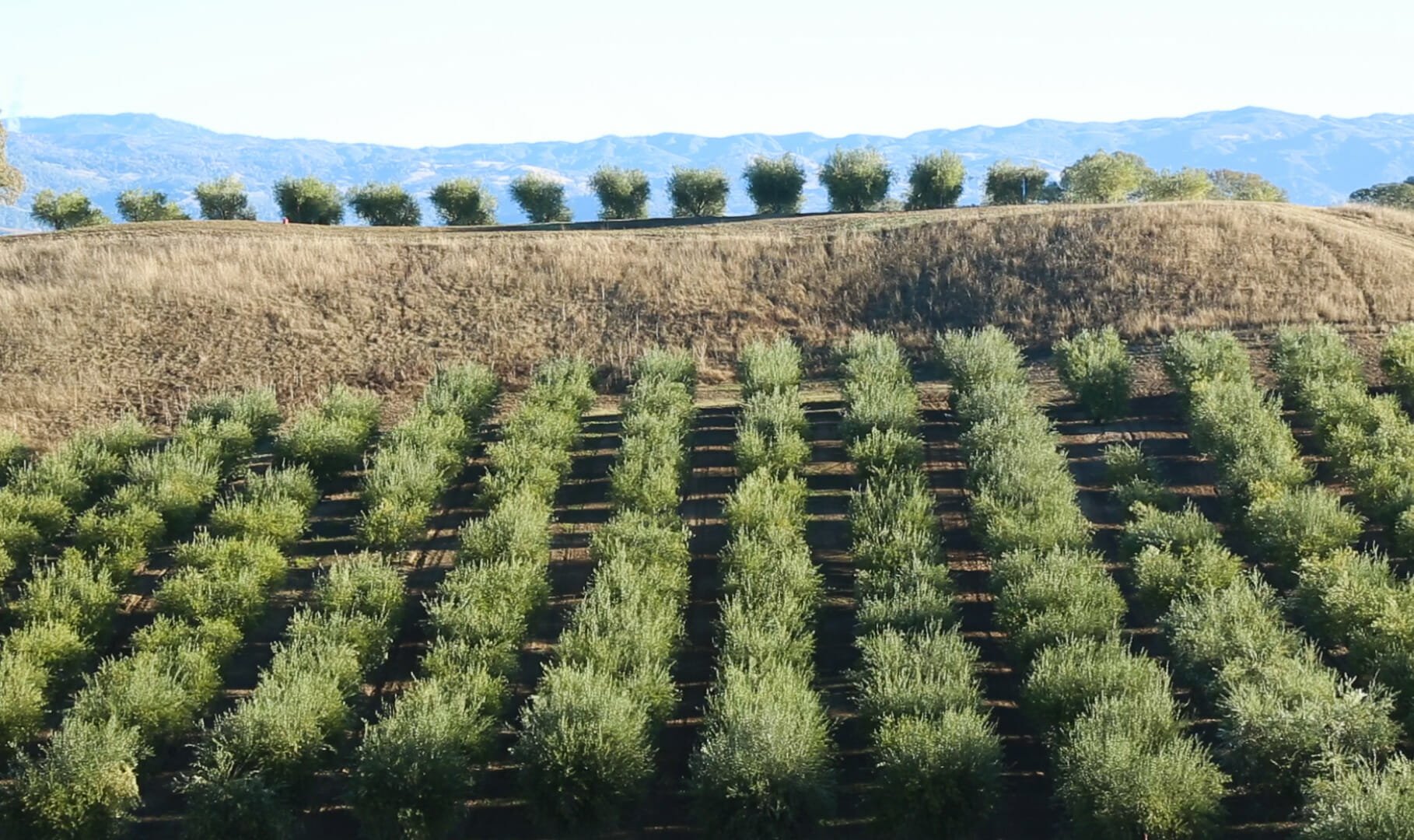 Rows of olive trees planted at Jordan Winery in 1996