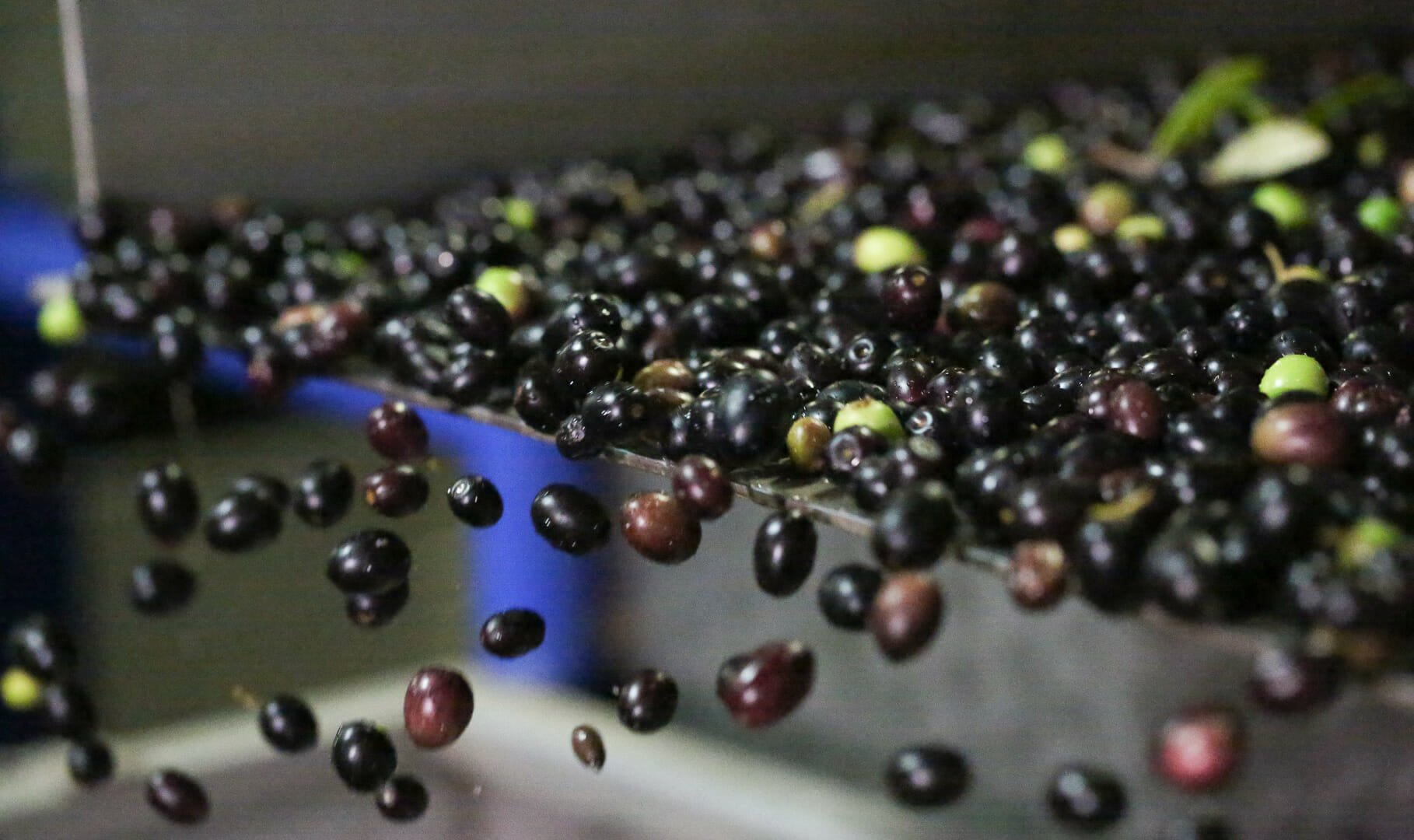 olive oils at mill on conveyor belt; milling olives for Jordan Extra Virgin Olive Oil