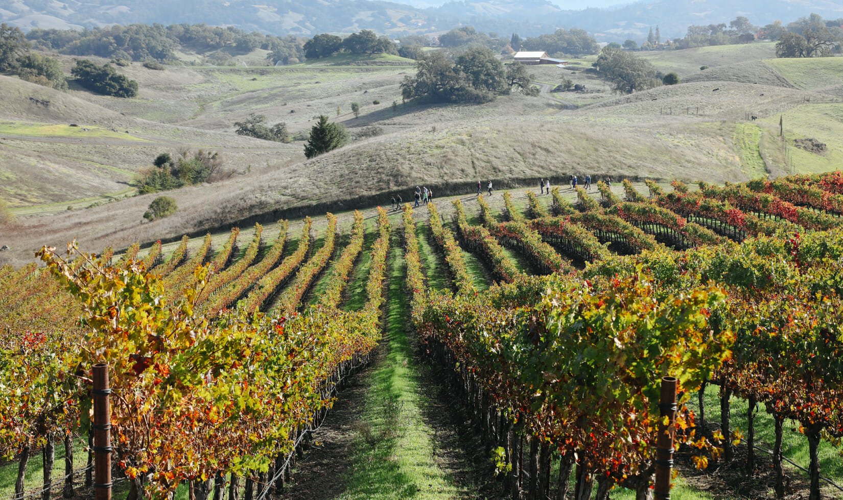 long distance shot of Guests walking through the Jordan Estate on the Fall vineyard hike