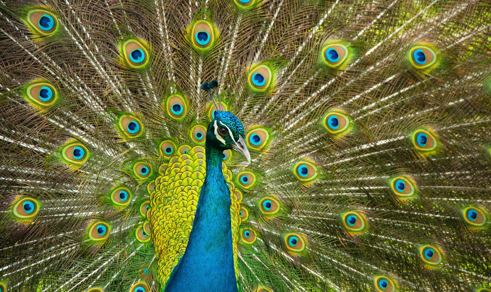 peacock feathers, Jordan Winery