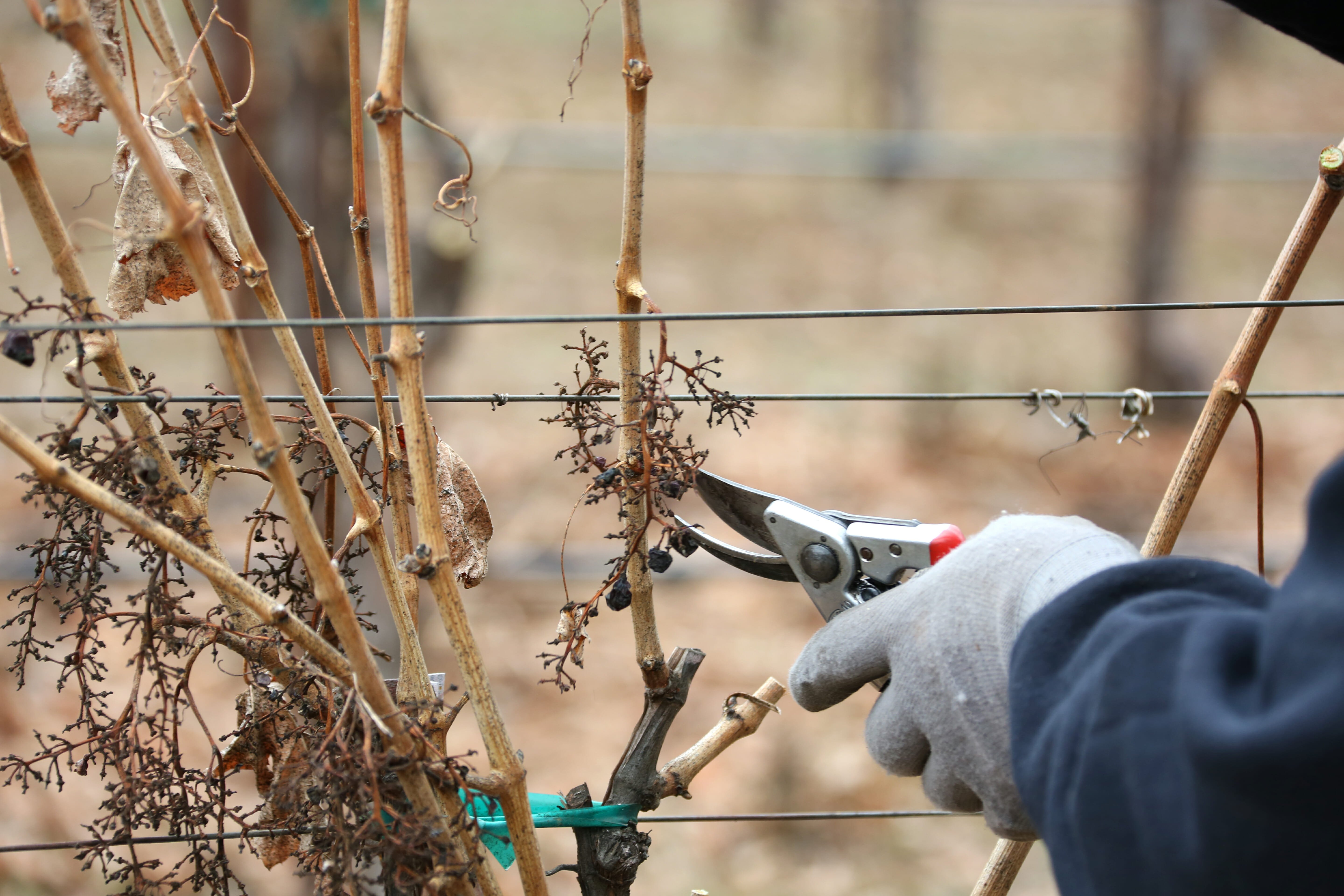 Grapevine pruning on the Jordan Estate.