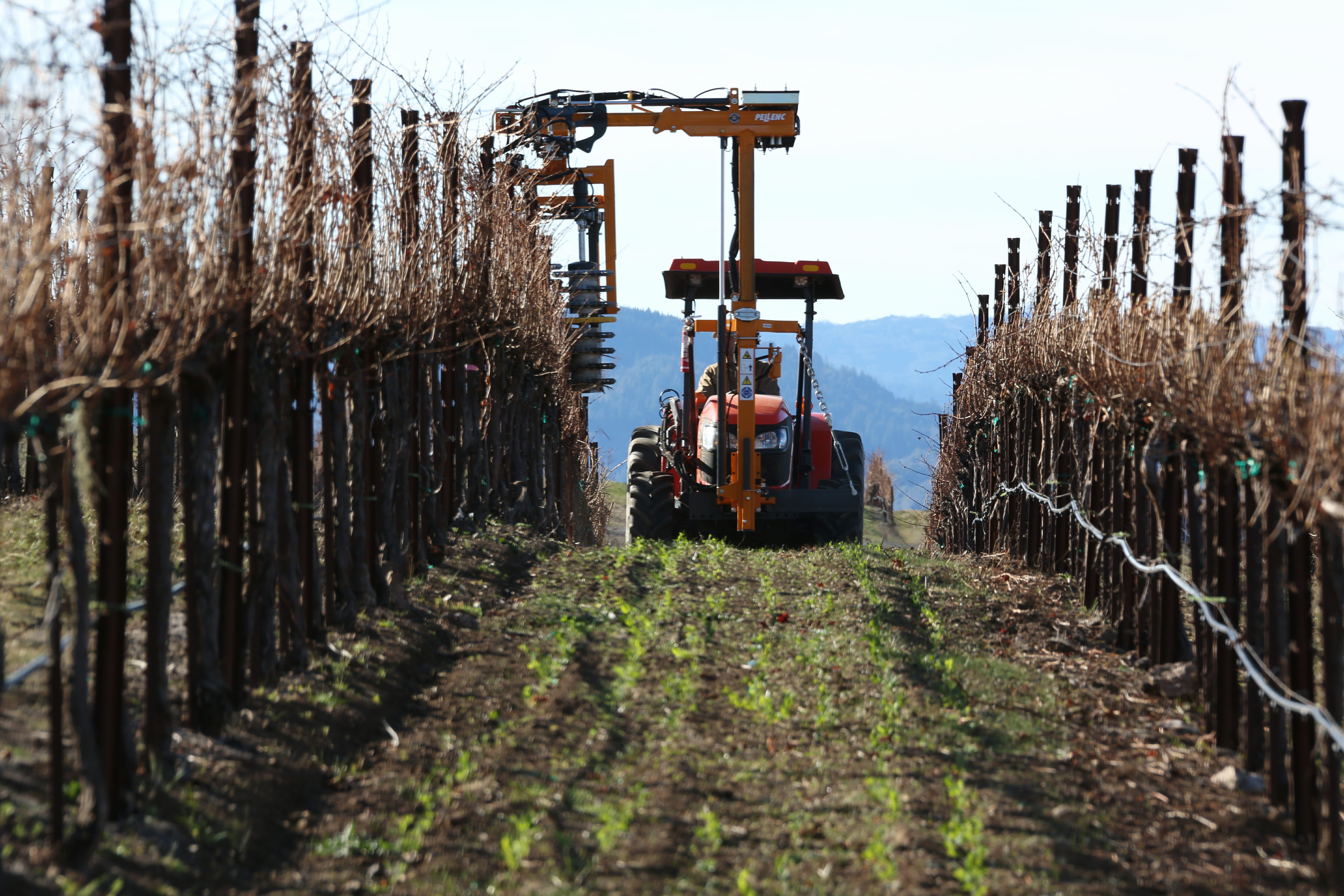 machine pruning of grapevines, tractor prunes vineyard