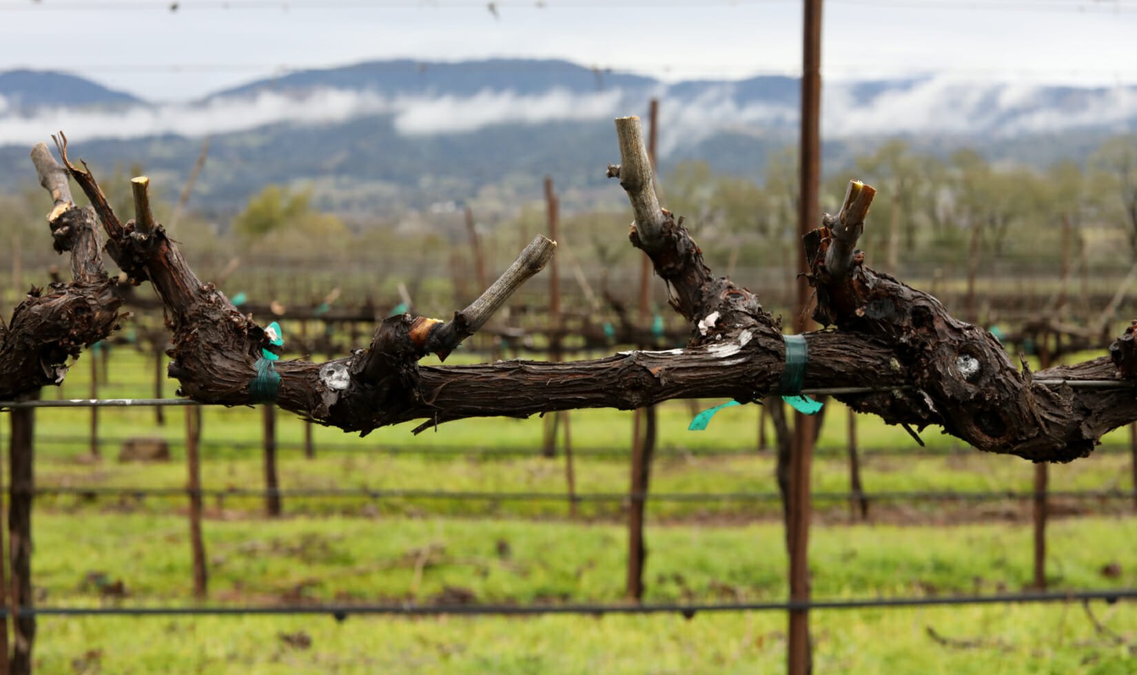 How to Prune a Vineyard, petit verdot grapevine pruning