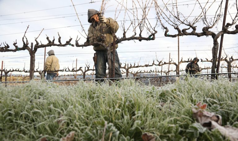 3 workers prune barren vineyards in January. There is frost on the grass.