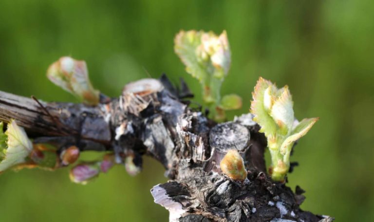 Close up of bud break happening on a grape vine