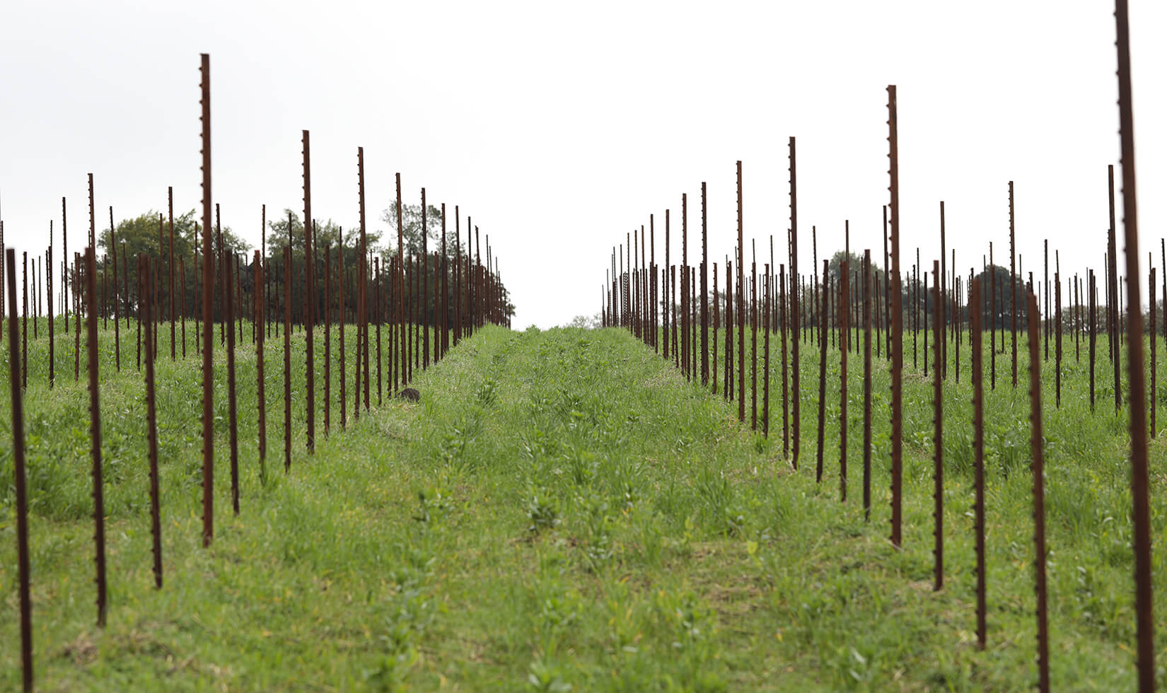 Beginning to replant the Jordan Estate