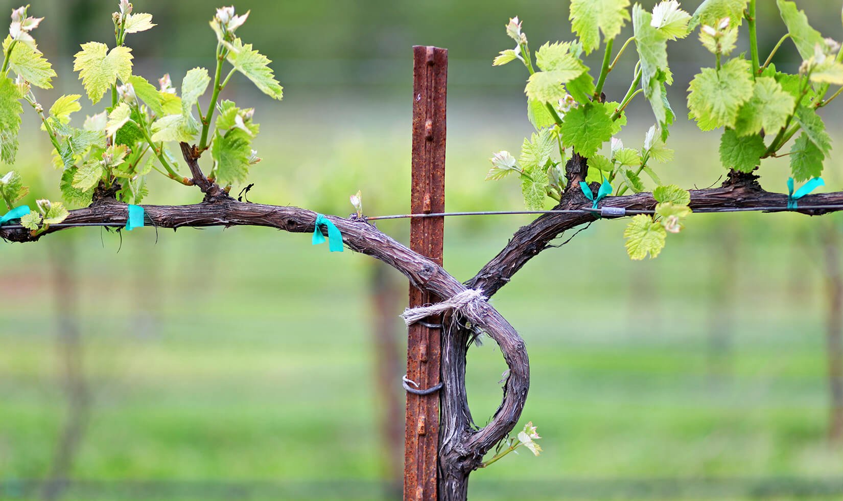 Jordan Estate Petit Verdot Bud Break