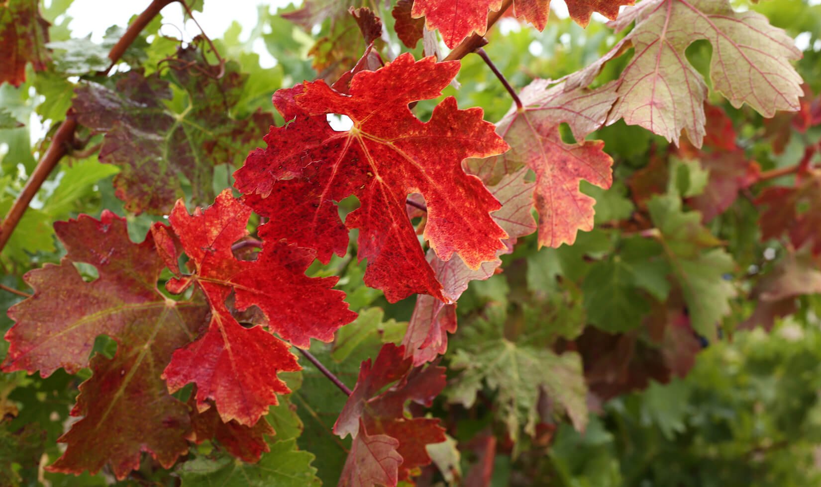 Grapevine leaves turning red around other green leaves due to red blotch