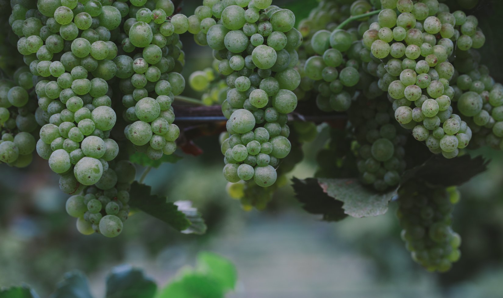 chardonnay grapes hanging on the vine in russian river valley