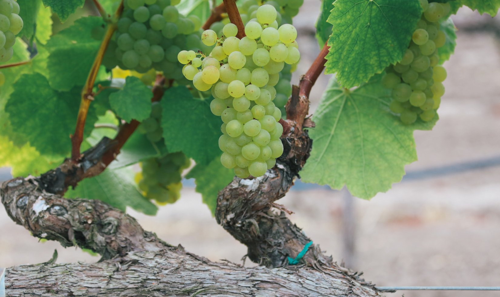 Russian River chardonnay grapes on grapevine, Jordan Winery