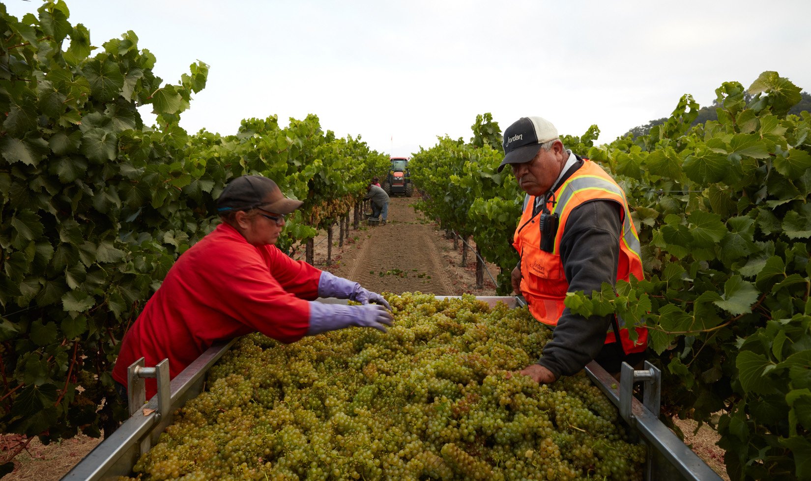 harvest grapes, russian river valley chardonnay grapes, 2016 vintage