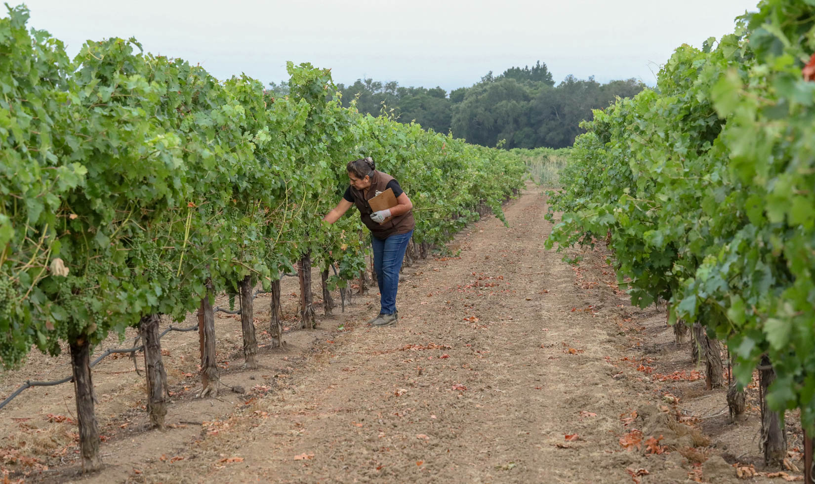 Elena Robledo of Jordan Winery counting clusters at a cabernet sauvignon vineyard in Geyserville