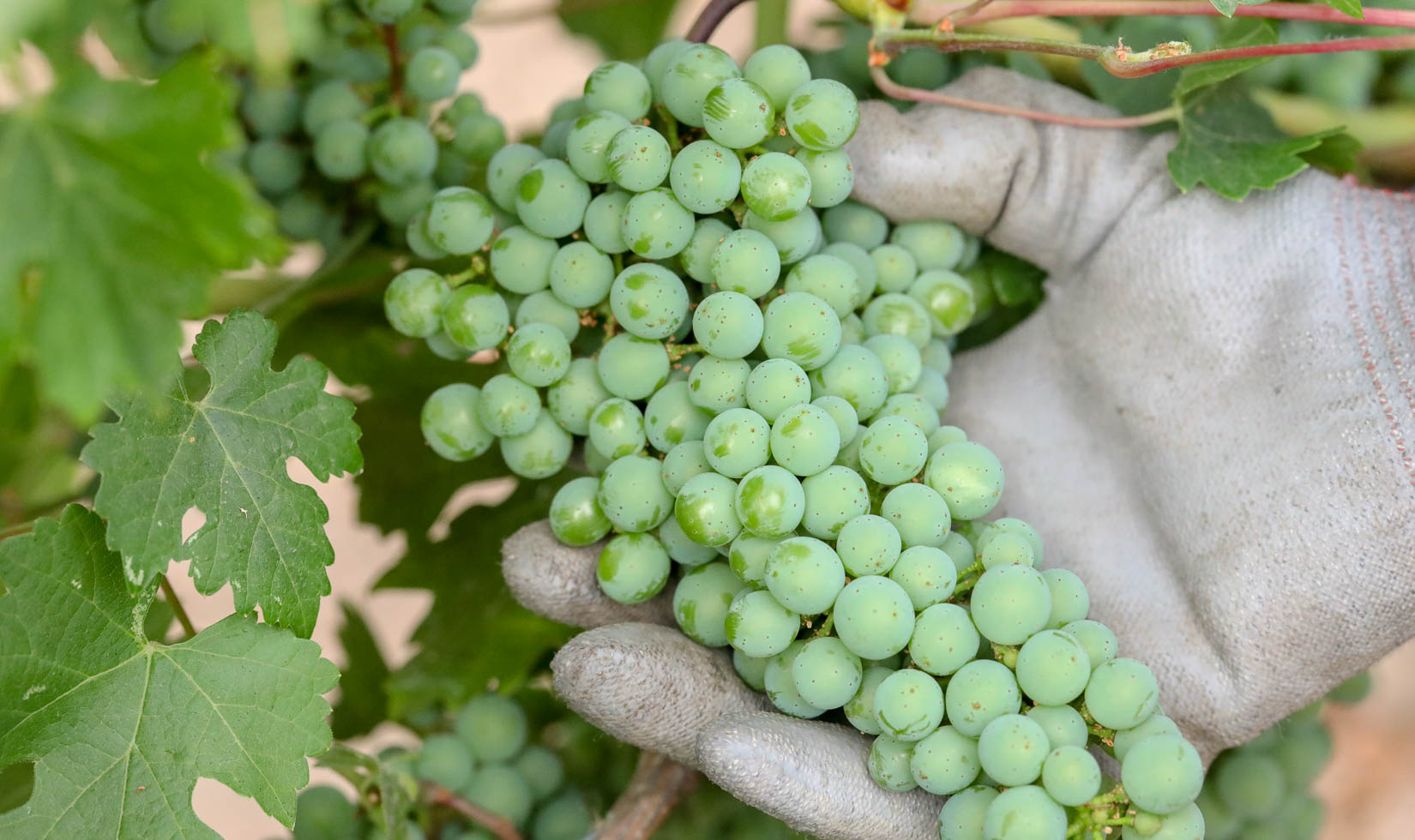 hand holding green grapes, Jordan Winery