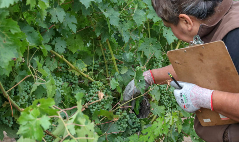 harvest crew member grape cluster counting for Jordan Cabernet Sauvignon