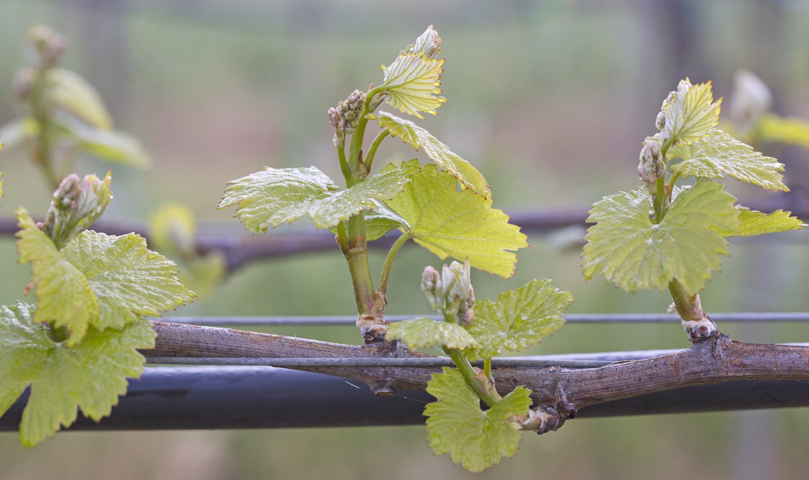 Chardonnay bud break, grapevine during spring