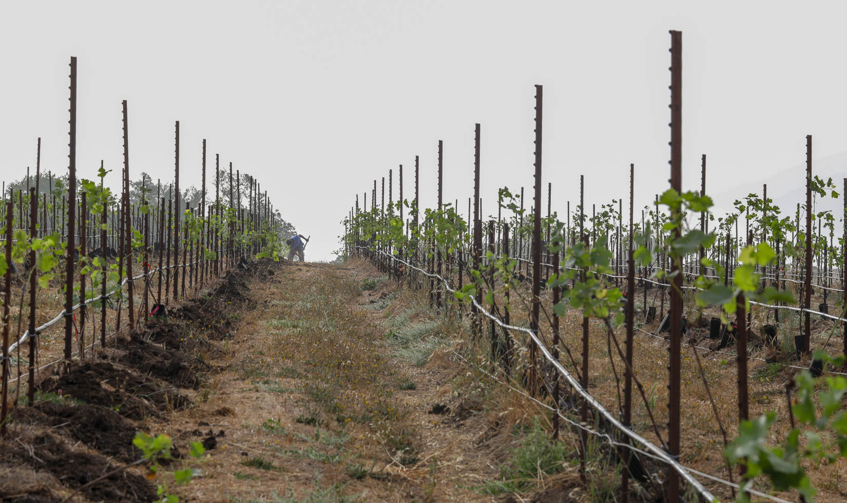 Jordan Winery vineyard crew planting grapevines