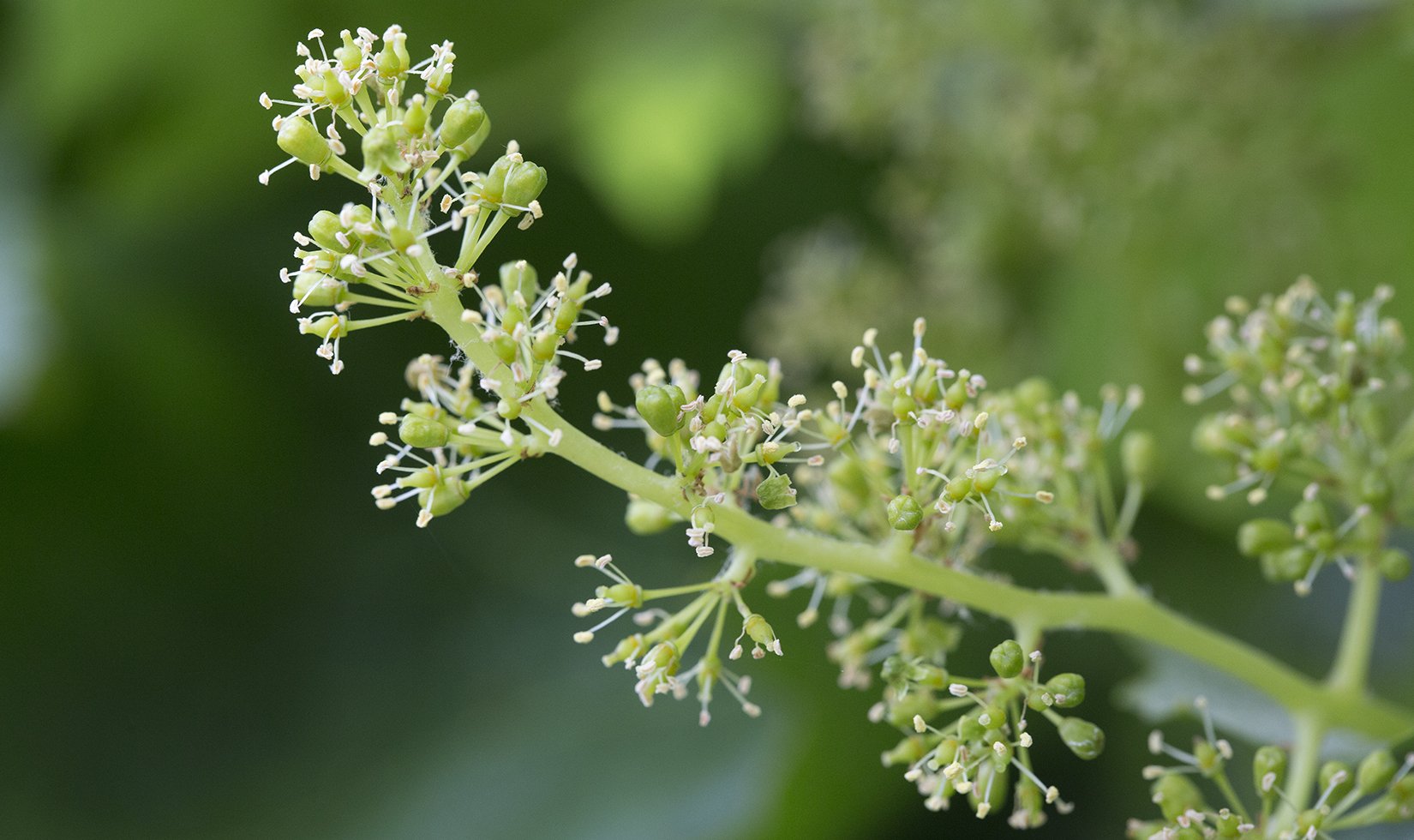 Jordan Winery Manor Petit Verdot grape flowers