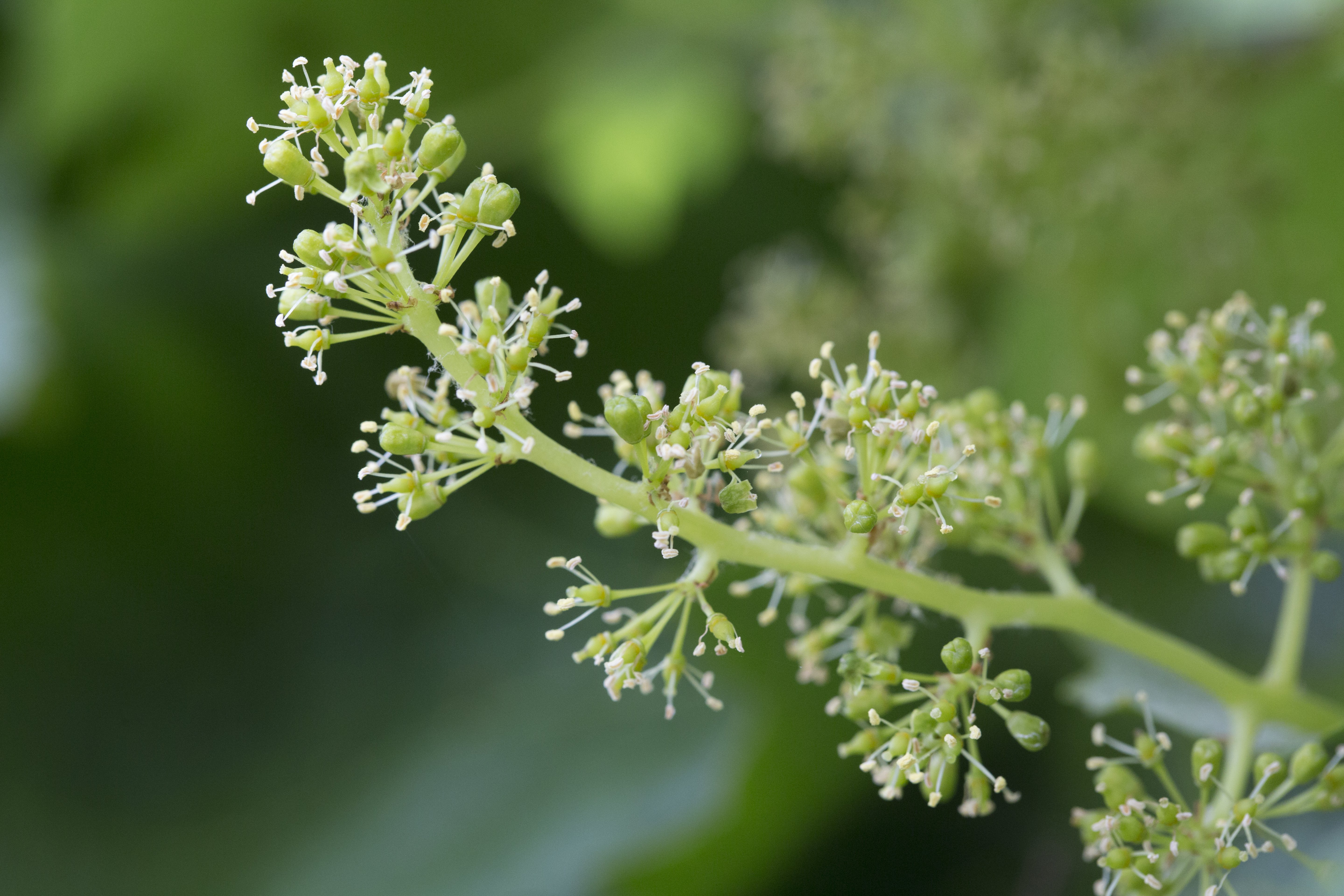 Jordan Winery Manor Petit Verdot grape flowers