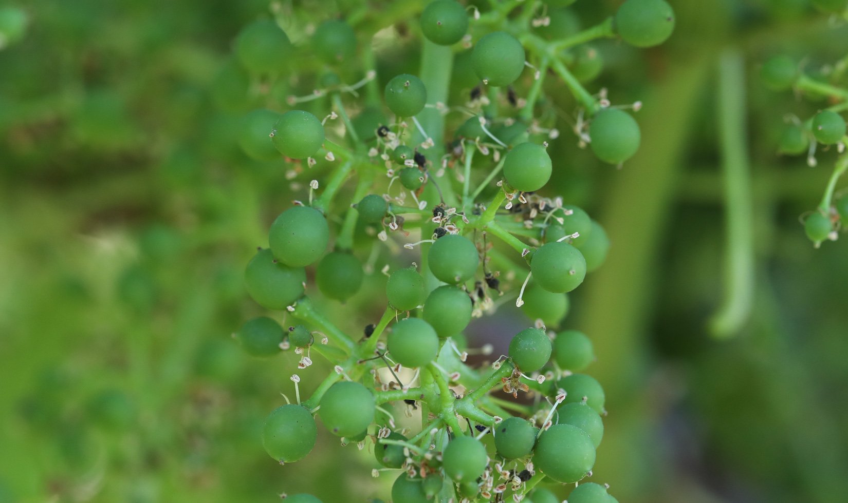 Jordan Winery Estate grapes fruit set