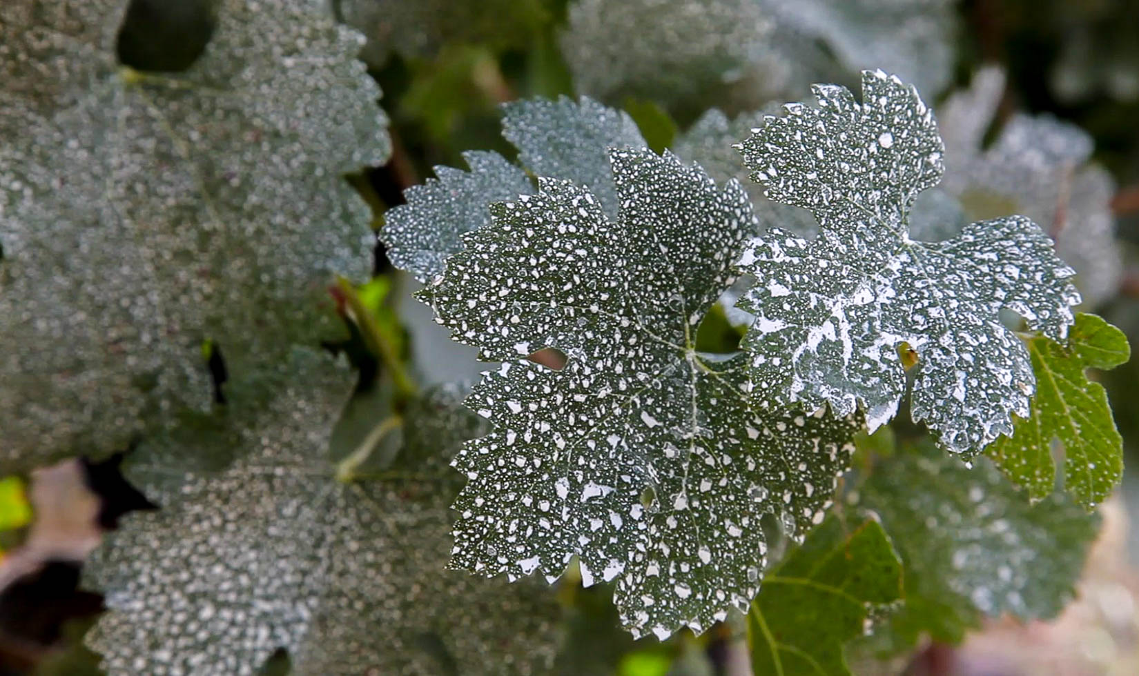 sunscreen on grapevine leaves