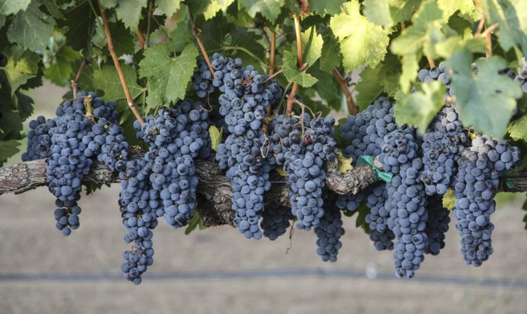 2014 Jordan Cabernet grapes on the vine
