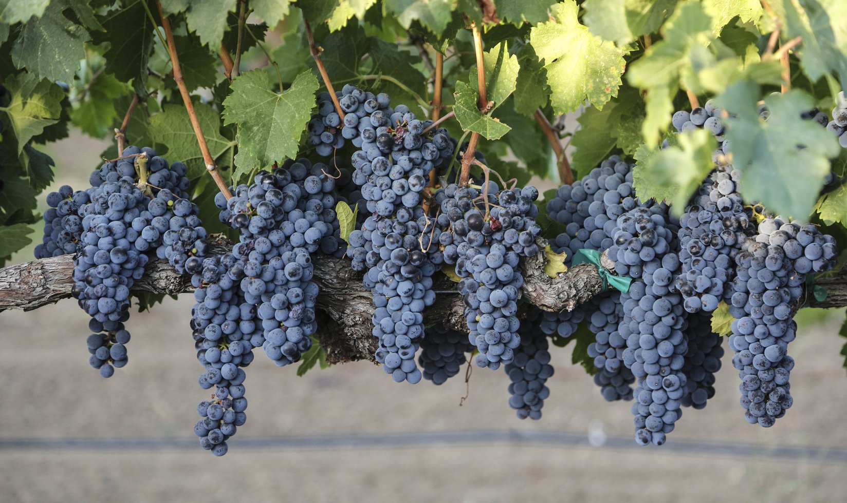 2014 Jordan Cabernet merlot grapes on the vine