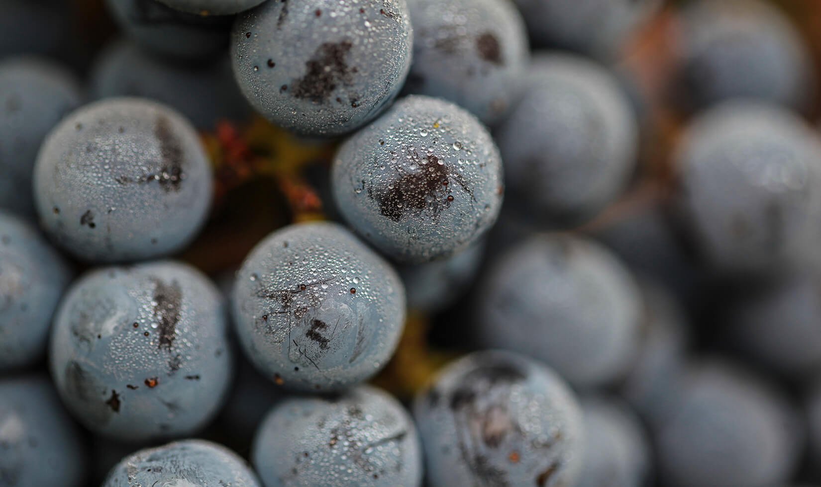Cabernet Sauvignon 2014 Grape Harvest