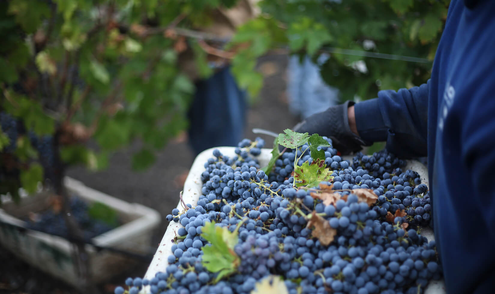 Cabernet Sauvignon in bins from 2014 grape harvest