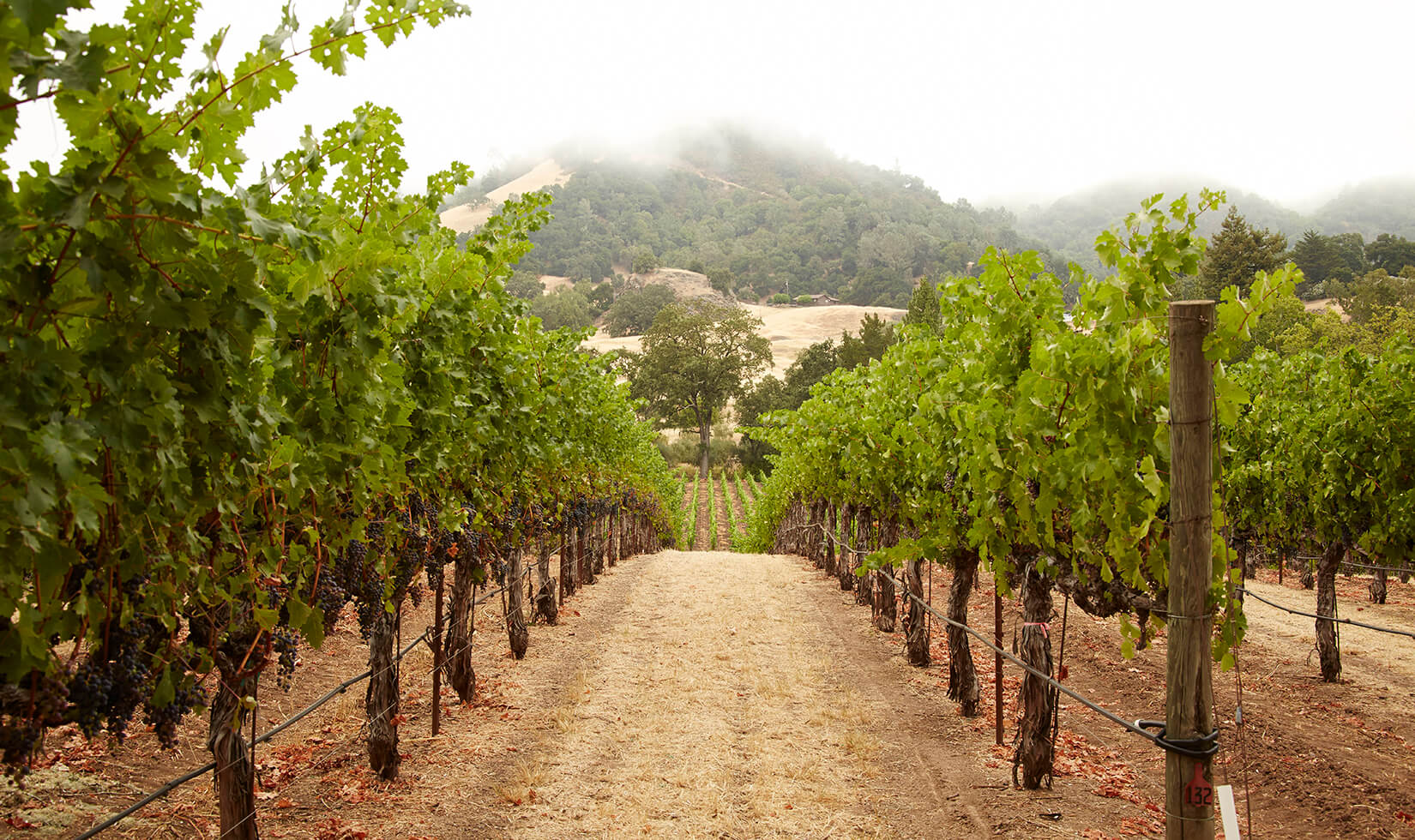 Cabernet Sauvignon on the vine before the 2014 grape harvest