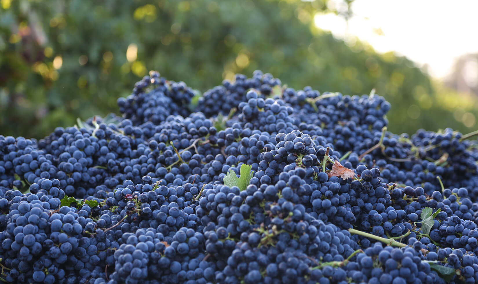 Merlot grape clusters from the 2014 Jordan Winery harvest