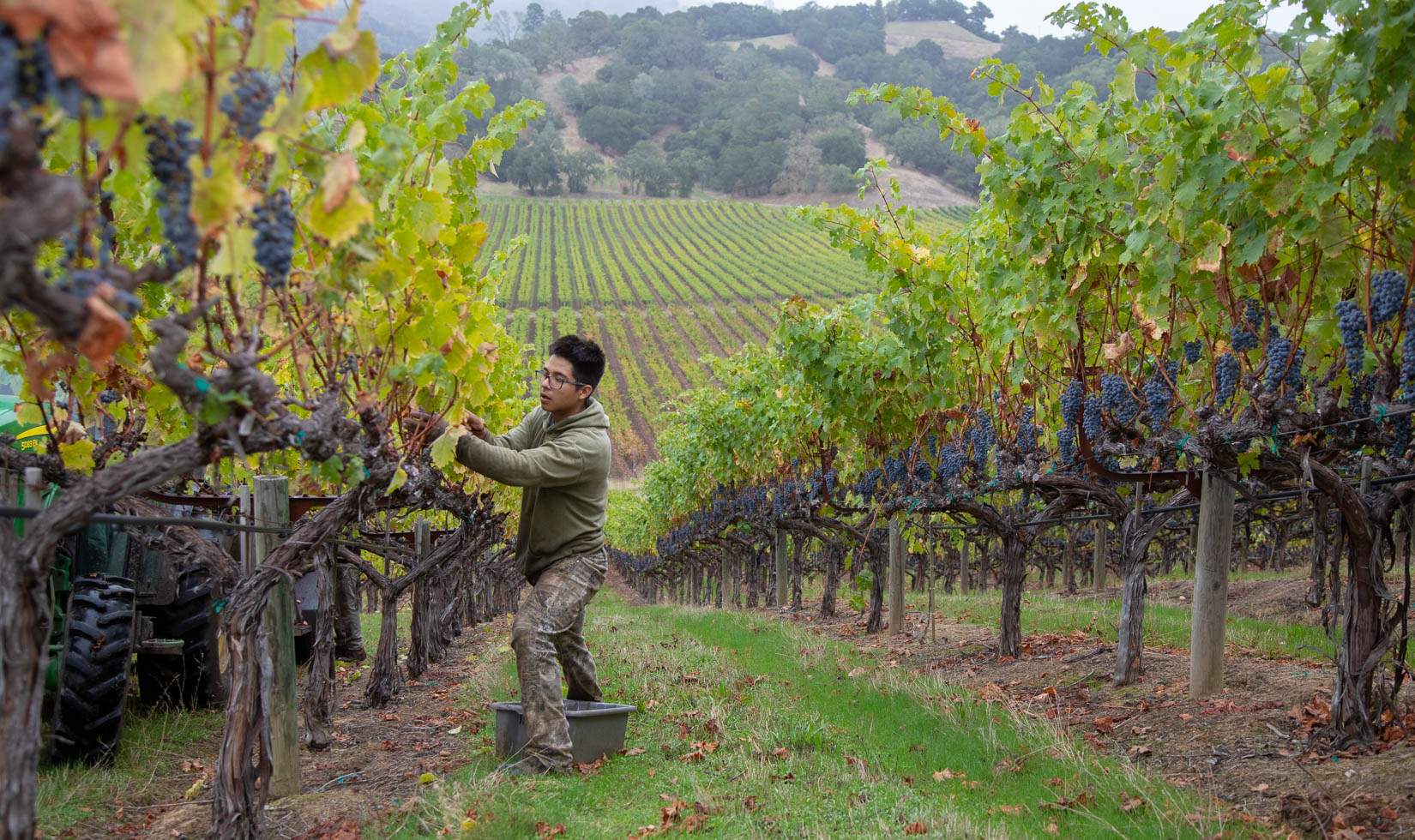 picking grapes during harvest Alexander Valley 