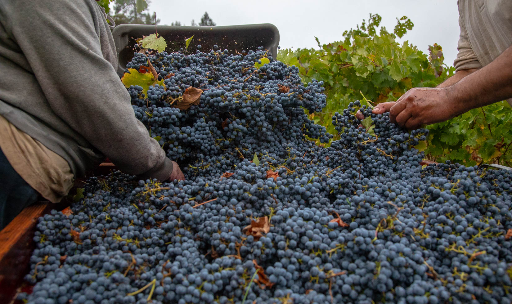 gondola full of cabernet grapes during harvest, jordan winery