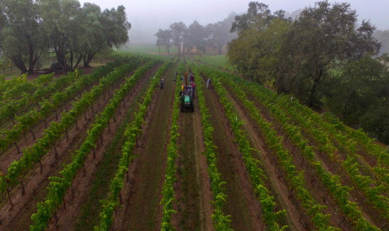 garden creek cabernet grape harvest drone photo vineyards