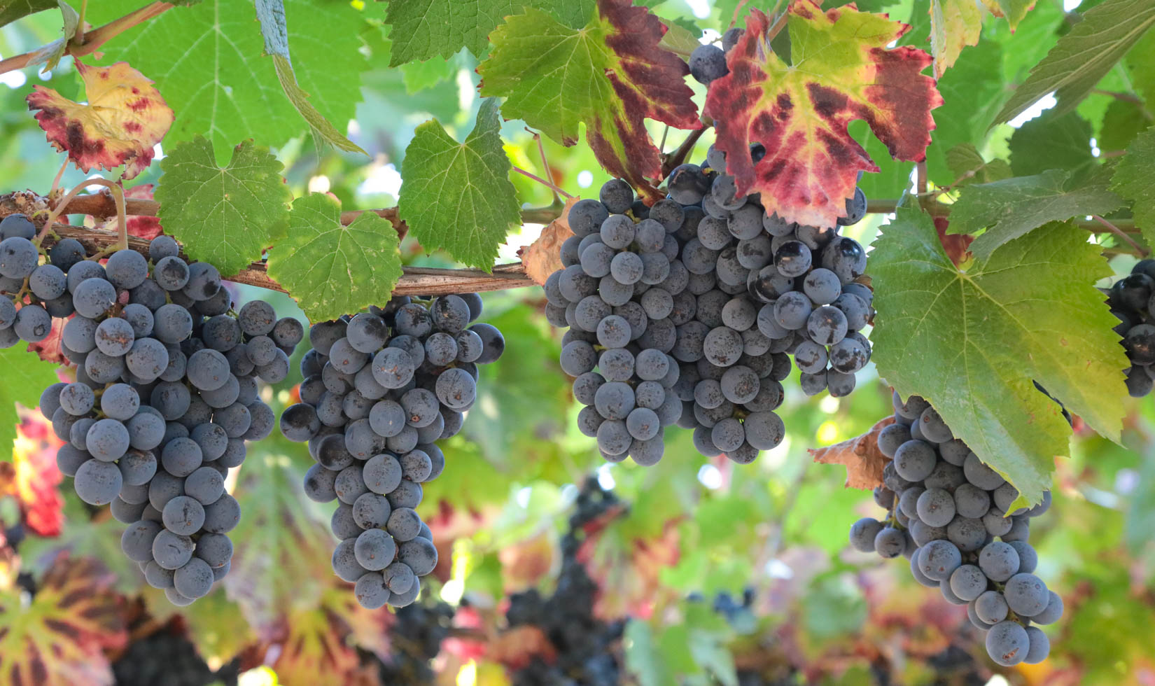 malbec grapes on the vine in alexander valley