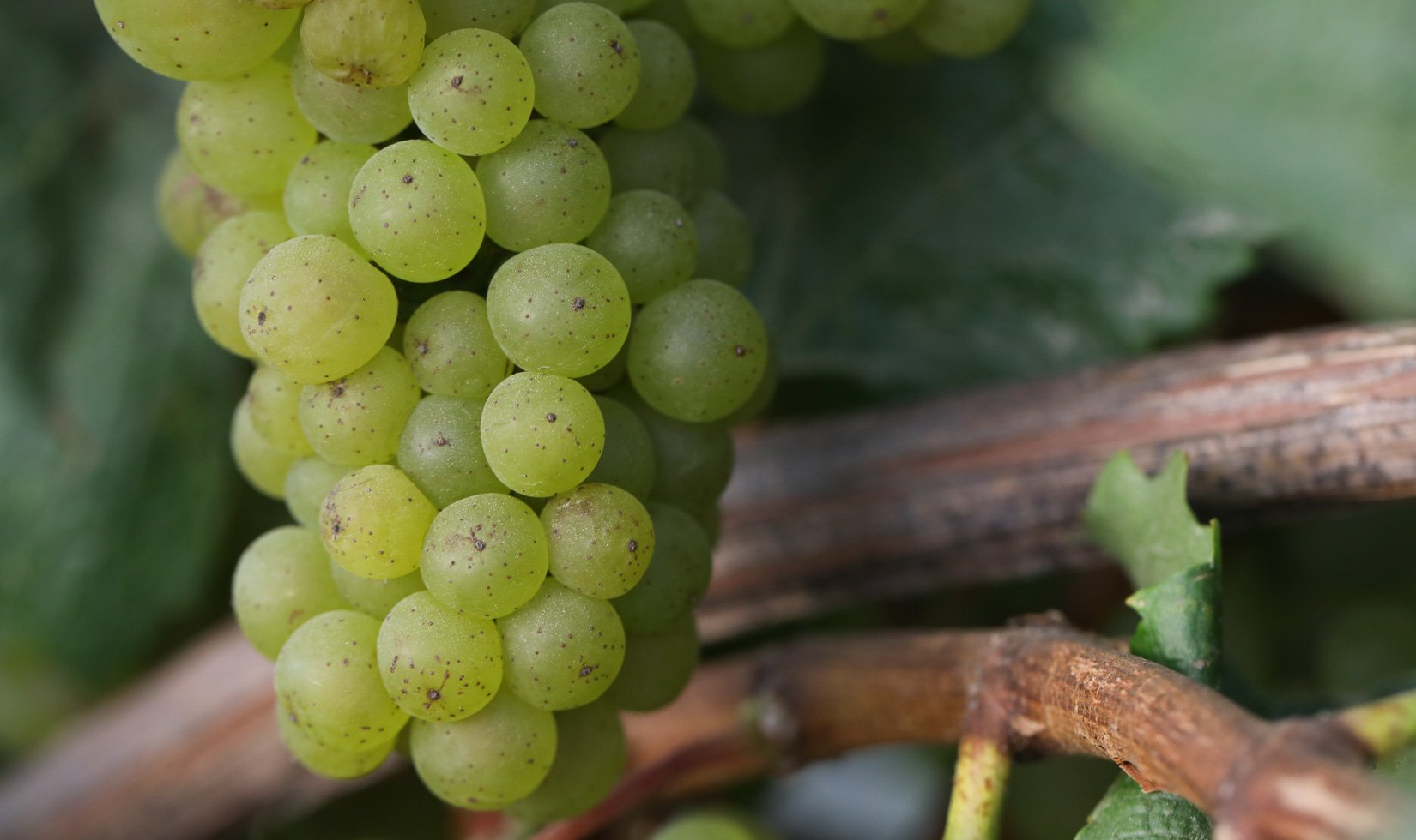 close up of Chardonnay fruit on the vine