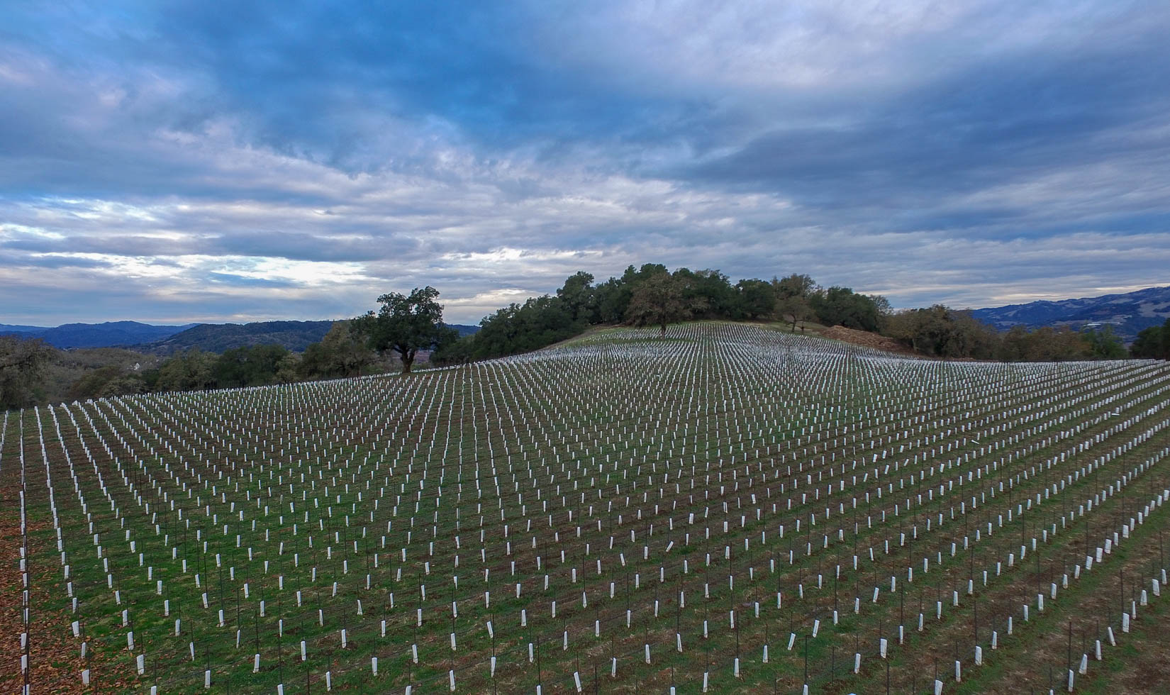 An aerial view of the newly planted Chateau Block Cabernet Sauvignon vineyard at Jordan Winery