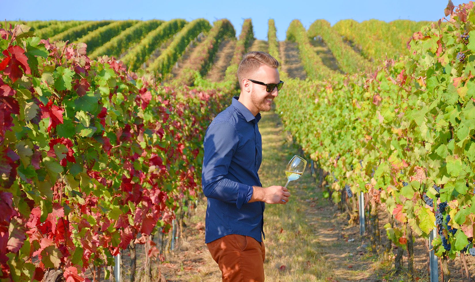 A man with sunglasses, a navy blue button down, and burnt orange pants smiles and holds a glass of white wine in a vineyard row. The leaves are changing from vibrant green to red.