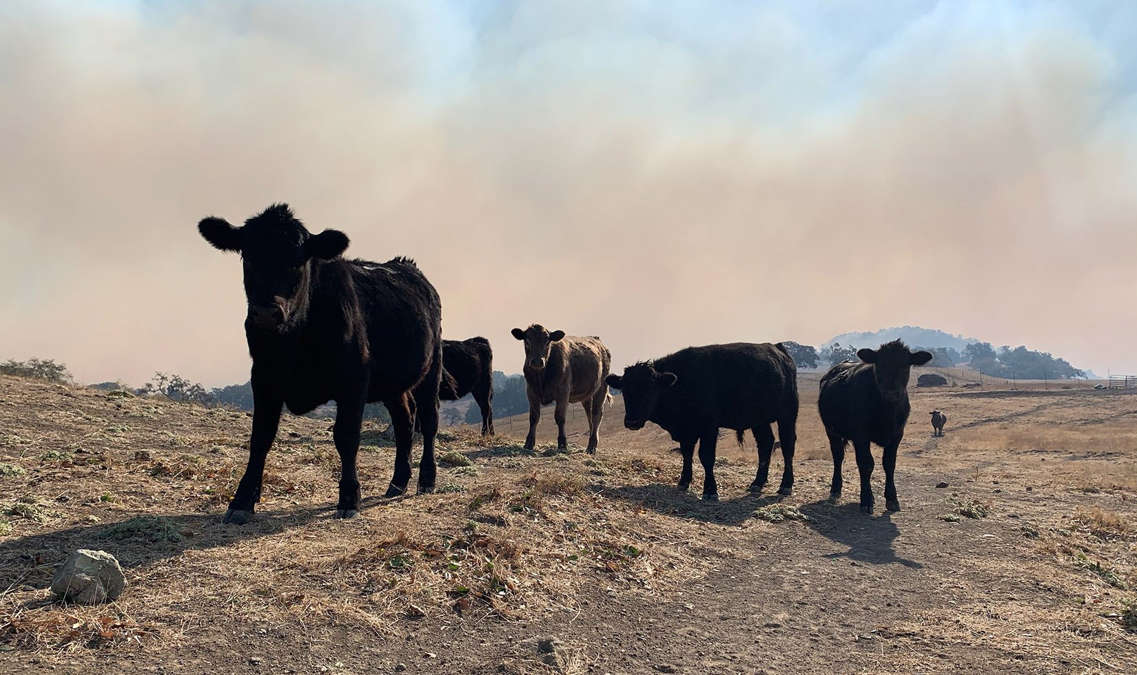 Jordan Winery cows with Kincade Fire in background